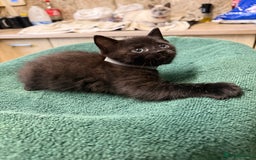 British Shorthair cats for sale: BRITISH BLUE X KITTENS - Image 2