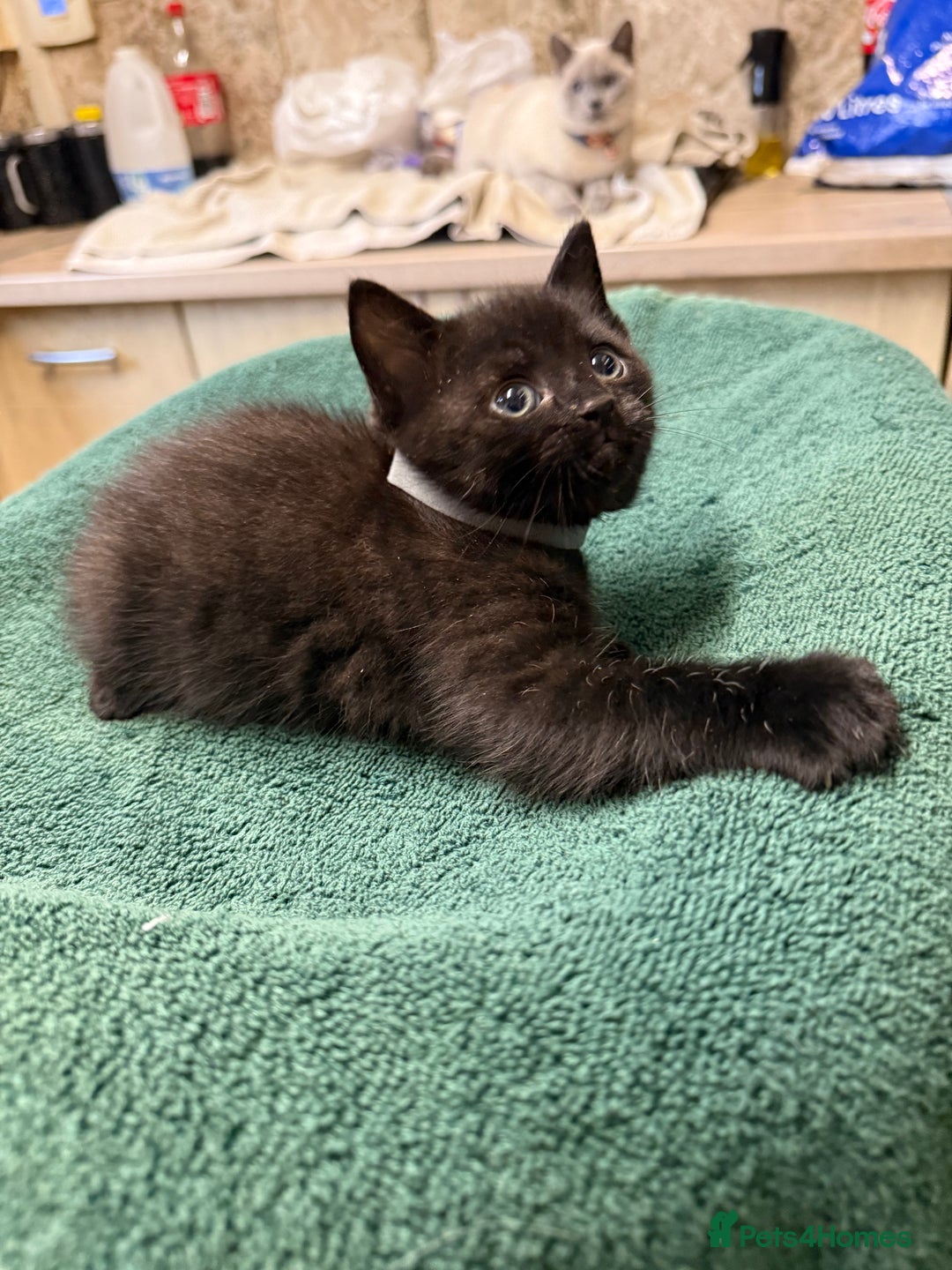 British Shorthair cats for sale: BRITISH BLUE X KITTENS - Image 2