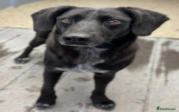 Labrador Retriever dogs for adoption: Cindy - over 2000 days in rescue - Image 7