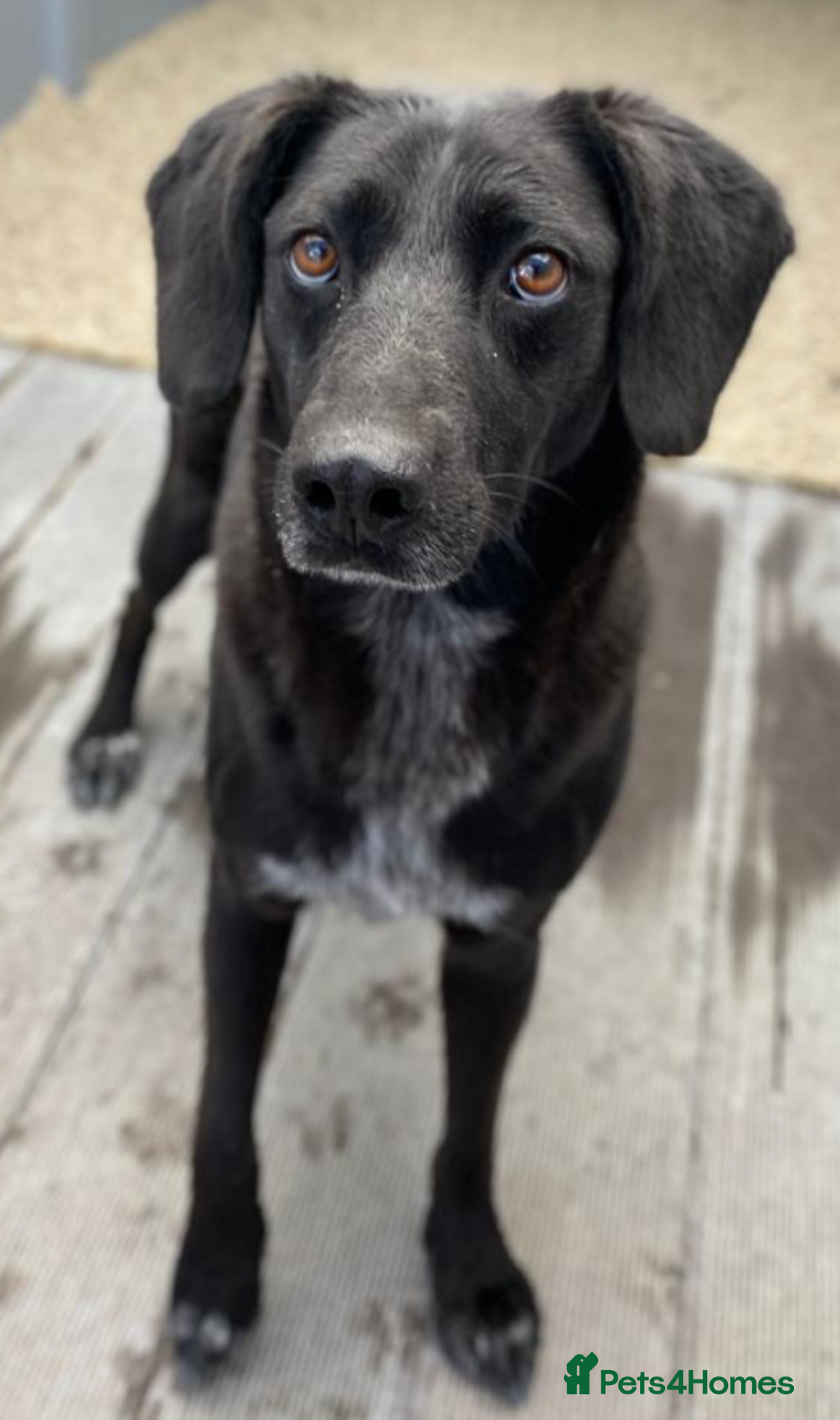 Labrador Retriever dogs for adoption: Cindy - over 2000 days in rescue - Image 7