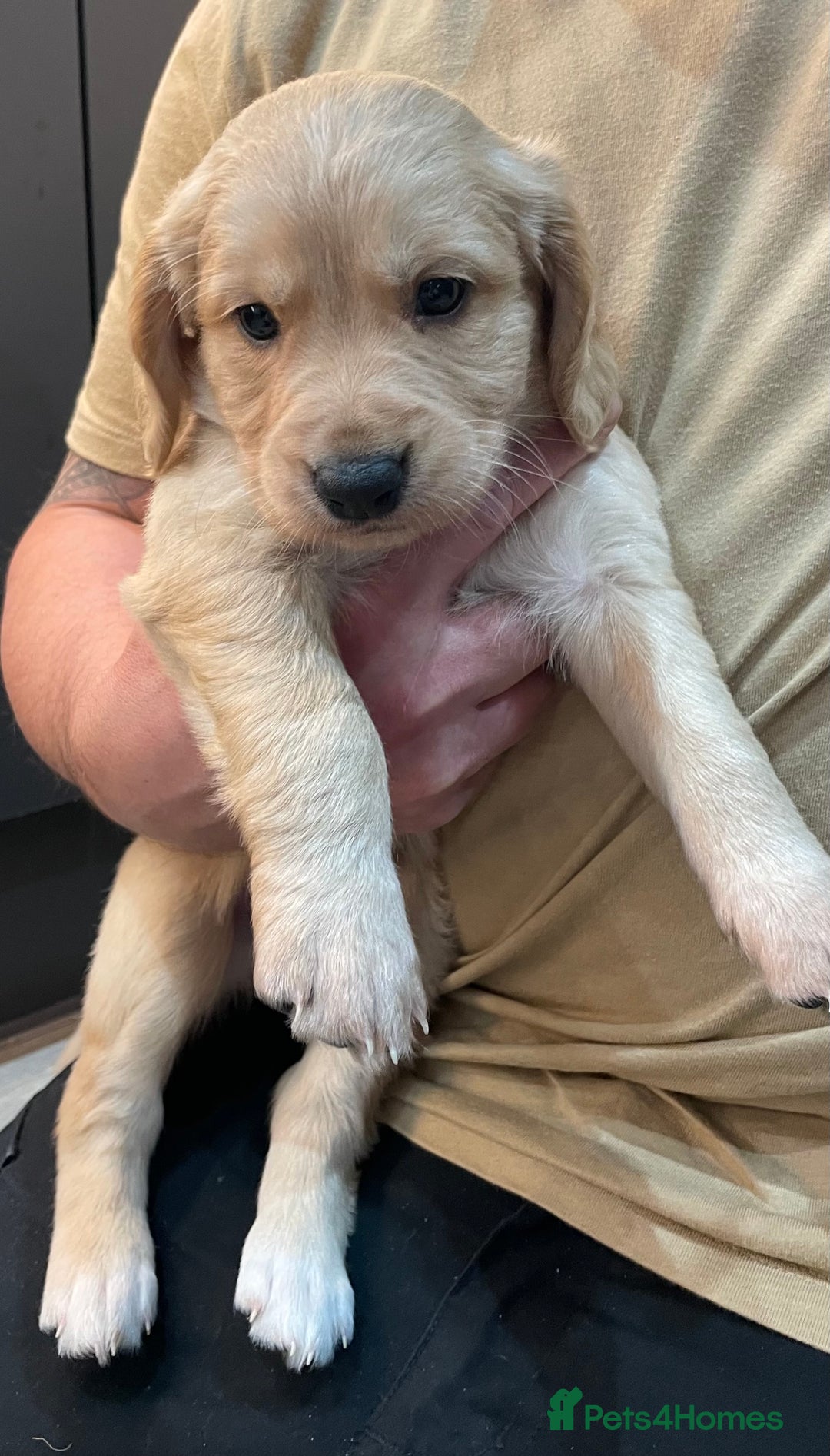 Mixed Breed dogs for sale: Cocker gold maraner - Image 10