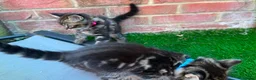 Bengal cats for sale: Bengal X Maine Coon Kittens - Advert 8
