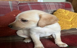 Labrador Retriever dogs for sale: Stunning Litter of Top Class Labrador Puppies - Image 5