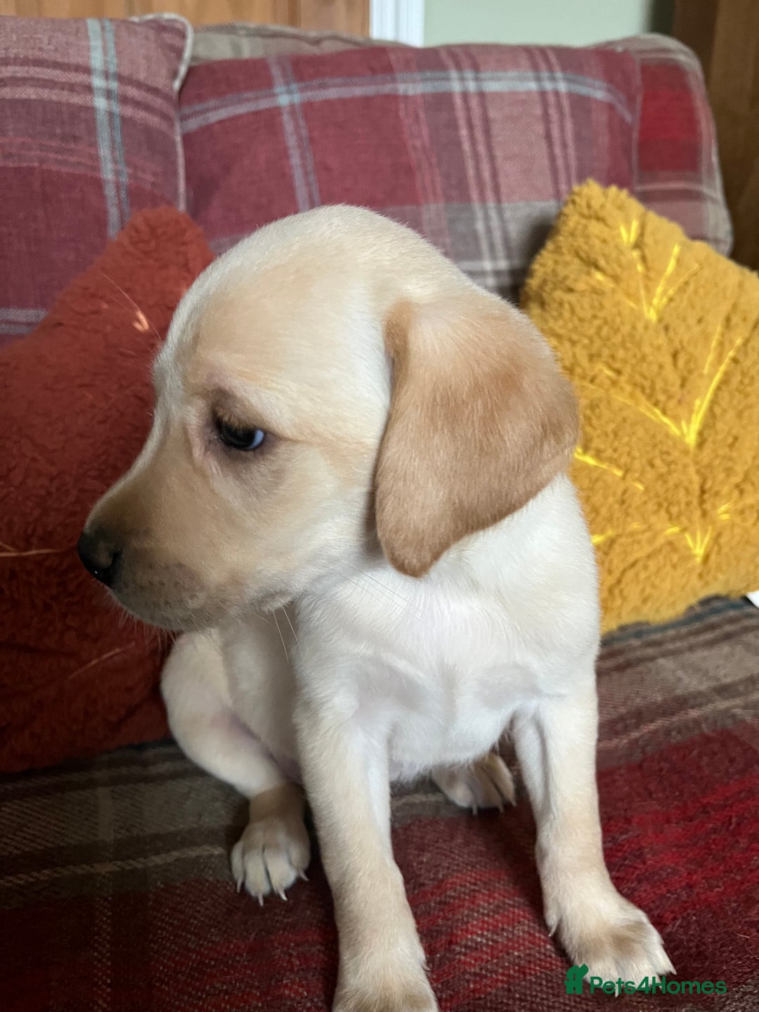 Labrador Retriever dogs for sale: Stunning Litter of Top Class Labrador Puppies - Image 5