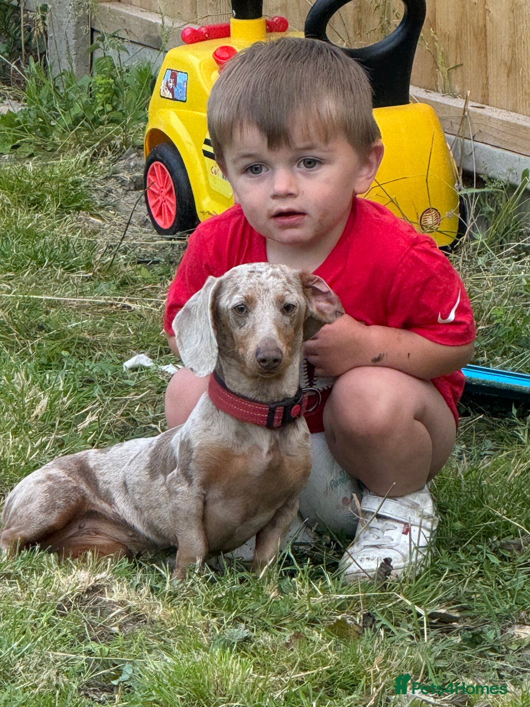 Miniature Dachshund dogs for sale: Isabella silver dapple miniature Daschound puppy’s - Advert 10