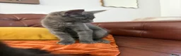 Mixed Breed cats for sale: Half Main Coon Kittens  - Advert 13