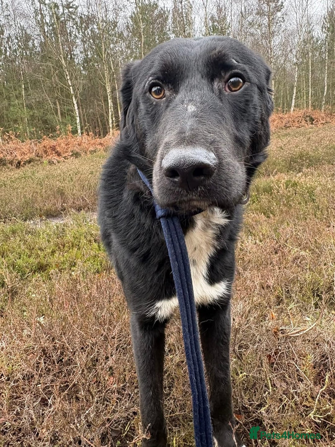 Mixed Breed dogs for adoption: Sisco - Norwich Norfolk  - Advert 13