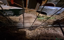 Lionhead rabbits for sale: Hi I am cocoa - Image 5