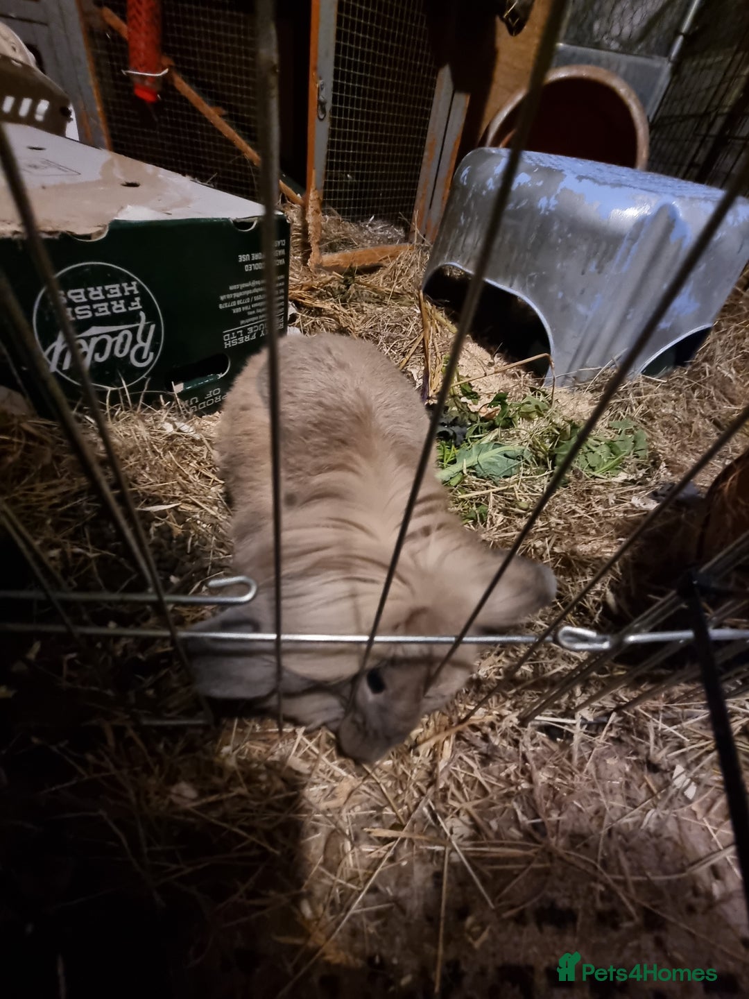 Lionhead rabbits for sale: Hi I am cocoa - Image 5