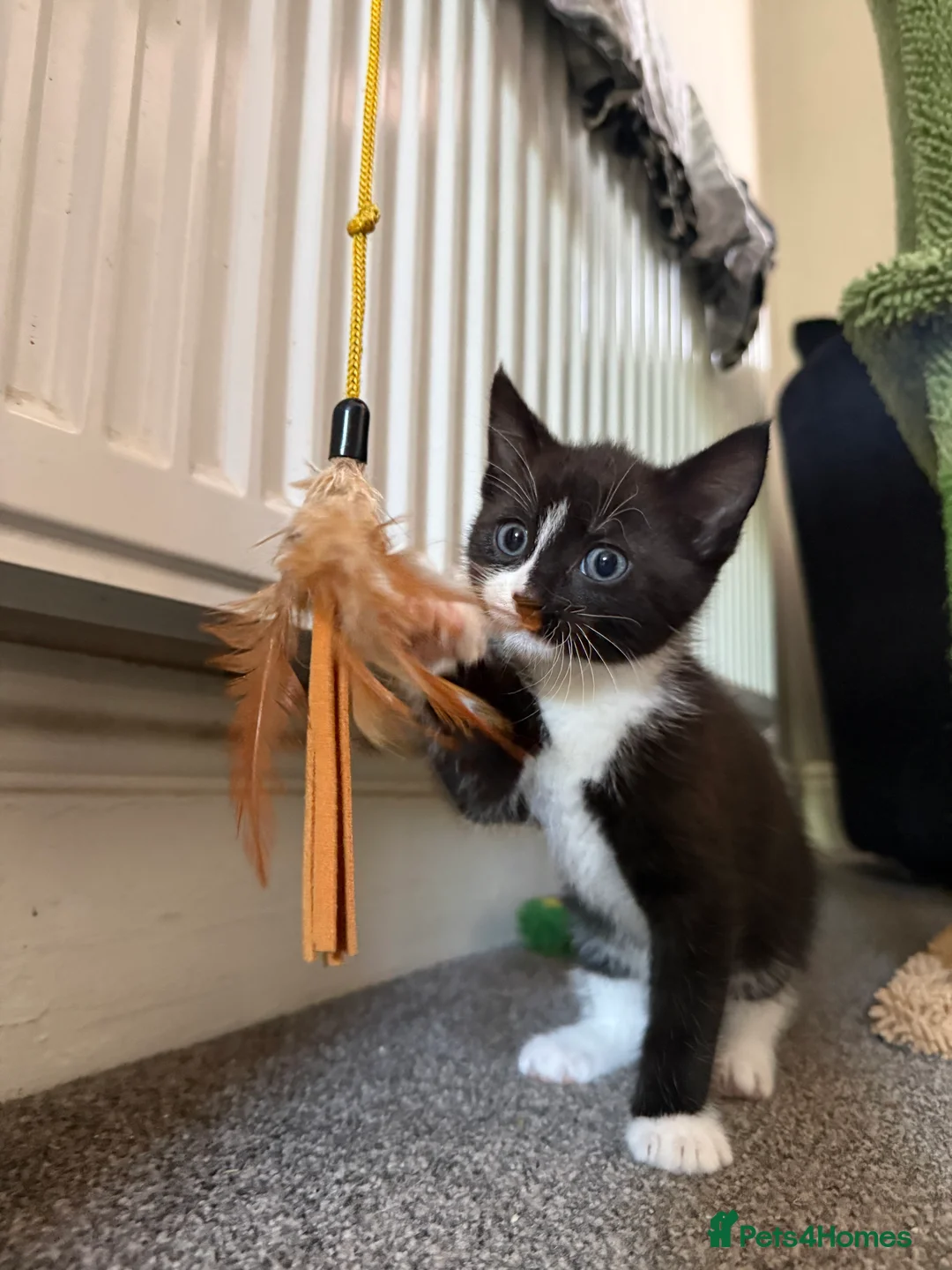 British Shorthair cats for sale: three male kittens for sale  in Wakefield - Advert 2