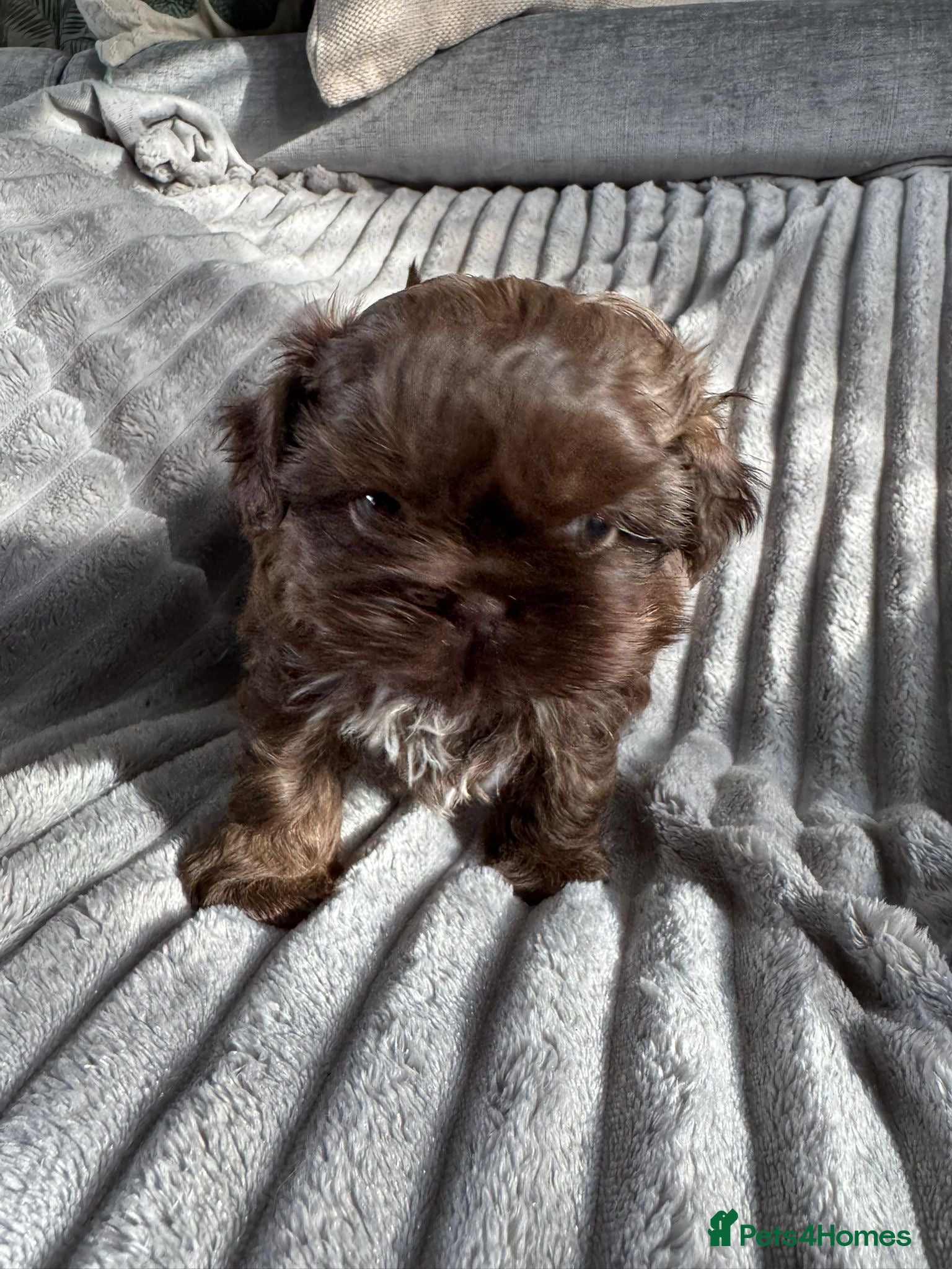 Shih Tzu dogs Beautiful chocolate boy available  - Advert 10