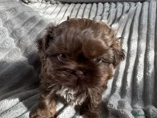 Shih Tzu dogs Beautiful chocolate boy available - Advert 10