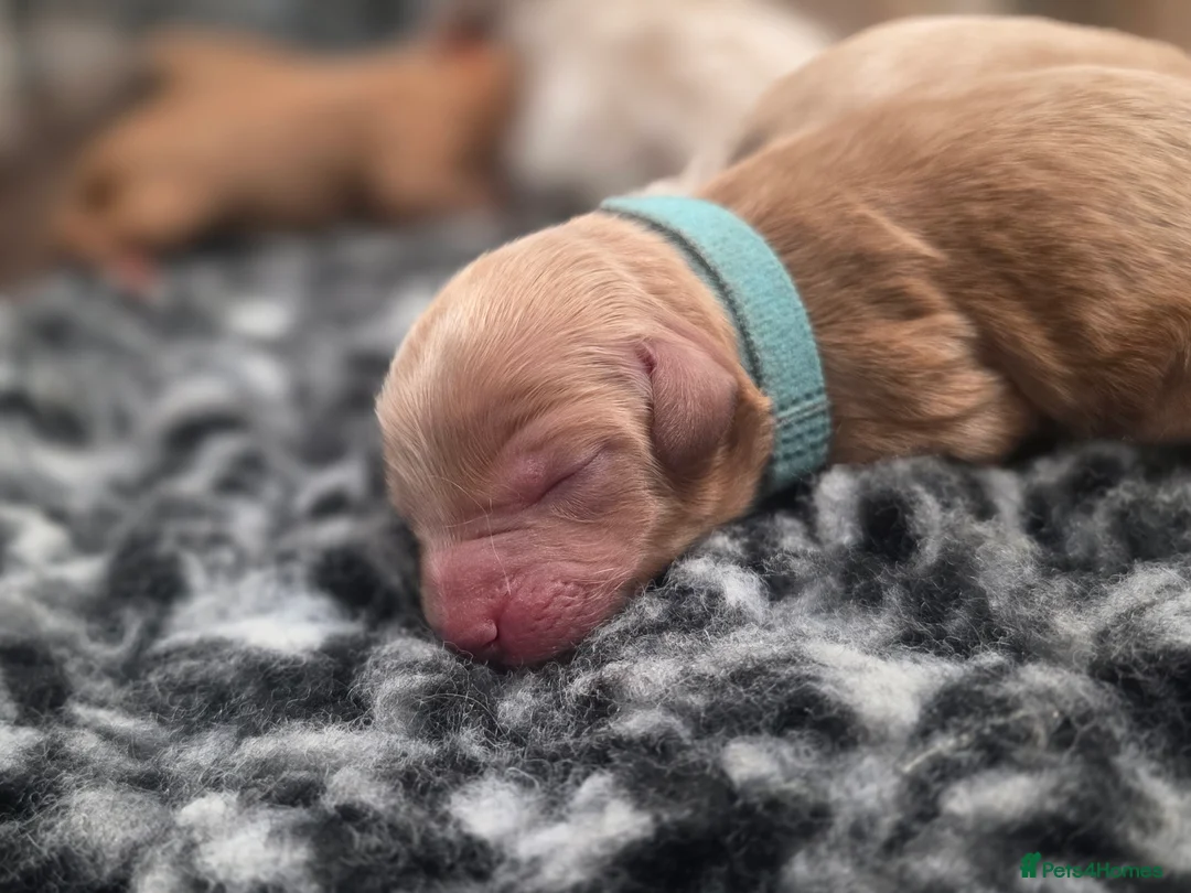 Cavapoo dogs for sale: F1B Toy Cavapoo Puppies - Advert 12