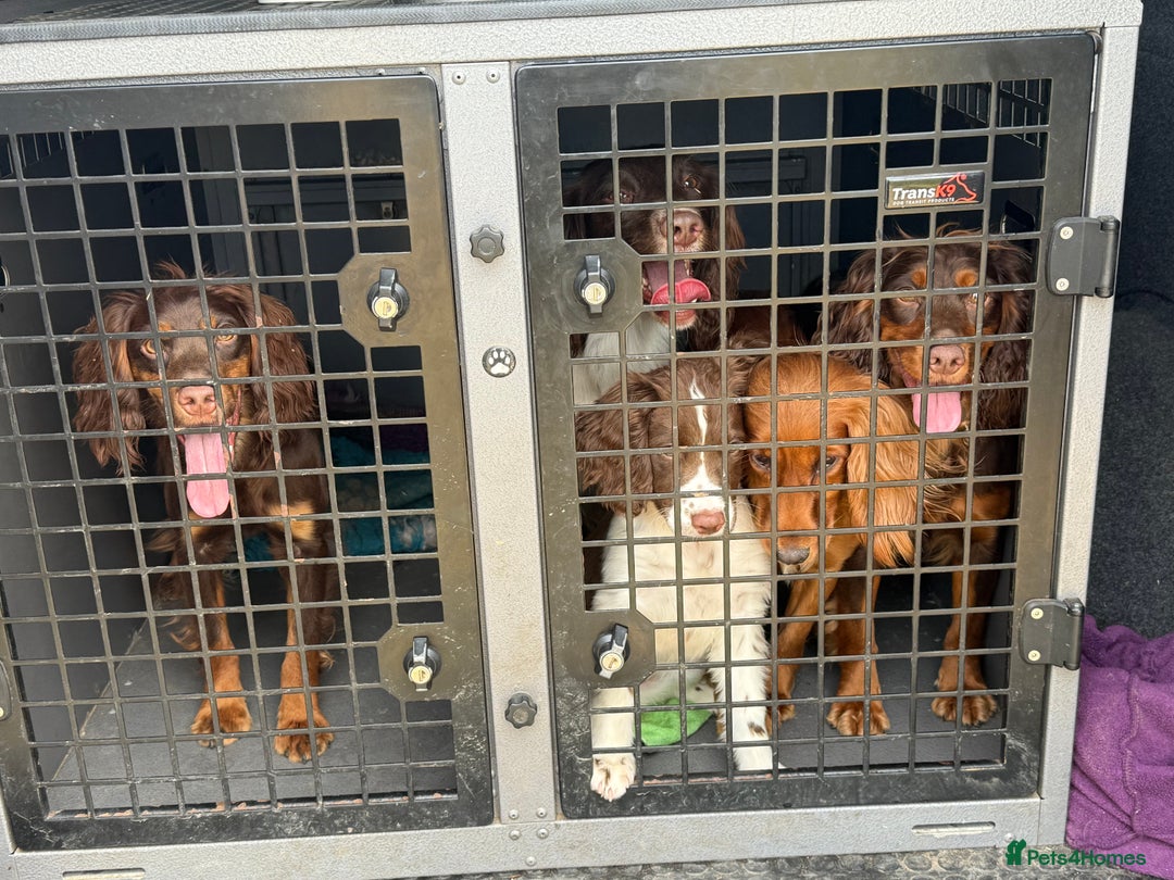 Cocker Spaniel dogs for sale: Stunning KC Working Cocker Spaniel Puppies - Image 19