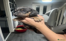 Dachshund dogs for sale: Beautiful litter of dachshund babies  - Image 6