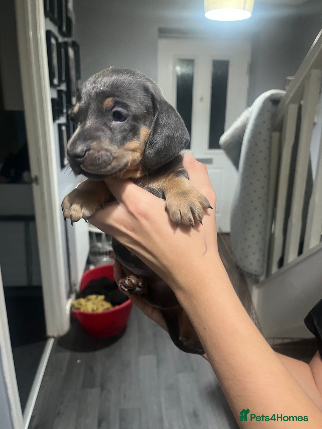 Dachshund dogs for sale: Beautiful litter of dachshund babies  - Image 6