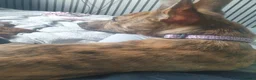 Mixed Breed dogs for sale: Dutch Sheperd x Staffy (8 months old) - Advert 3