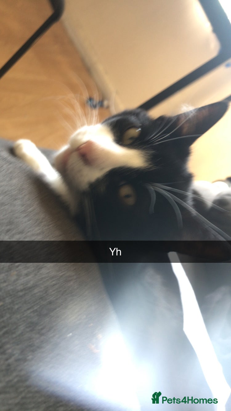 British Shorthair cats 4 kittens  - Advert 7