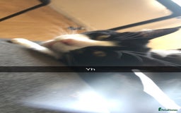 British Shorthair cats for sale: 4 kittens  - Advert 1