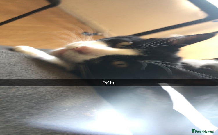 British Shorthair cats 4 kittens  - Advert 1