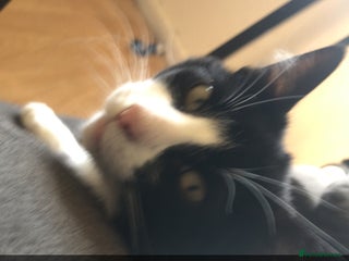 British Shorthair cats 4 kittens - Advert 1