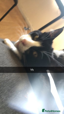 British Shorthair cats 4 kittens - Advert 3