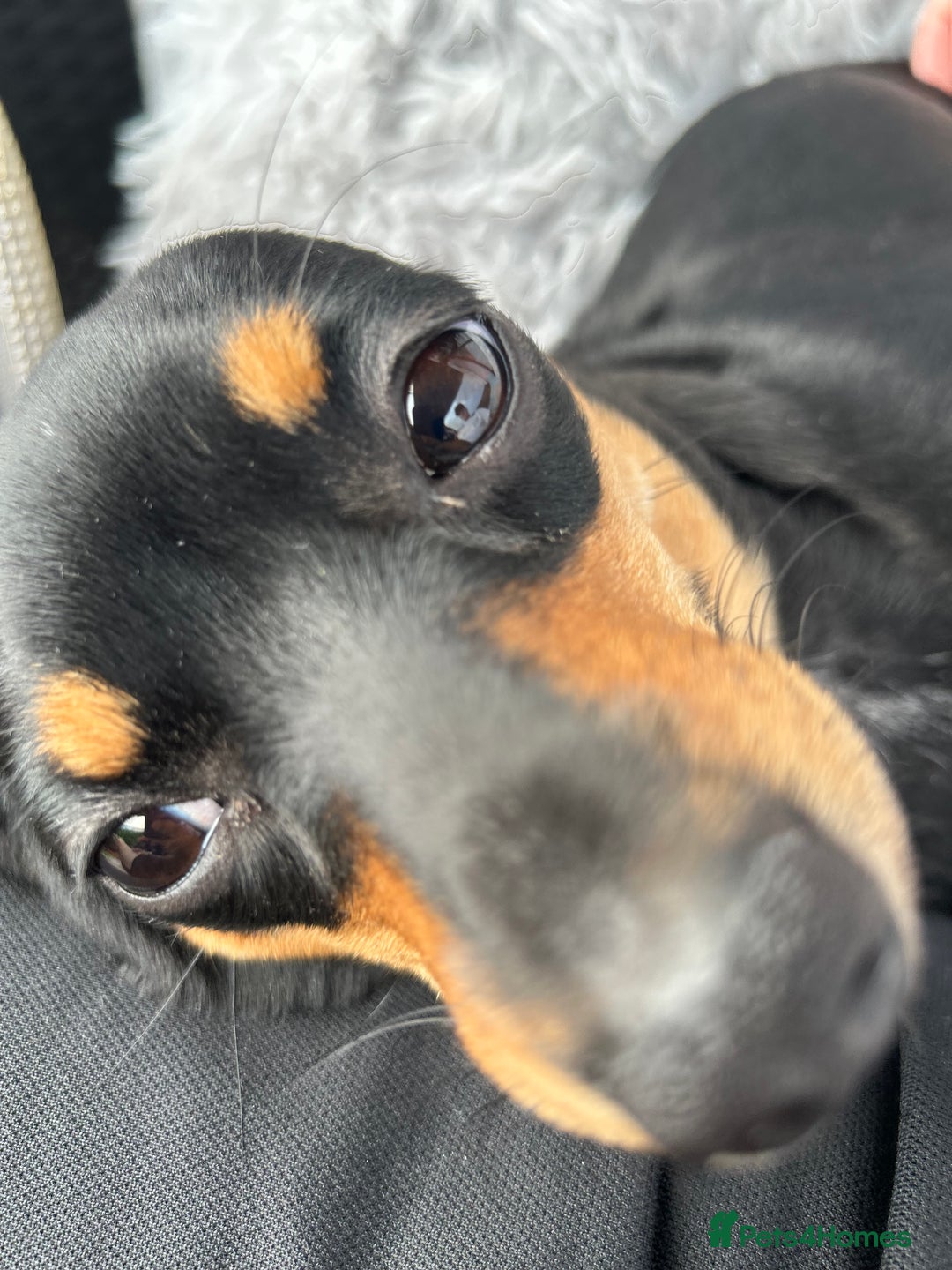 Mixed Breed dogs for sale: Rehoming Chiweenie - 2 Years Old  - Image 6