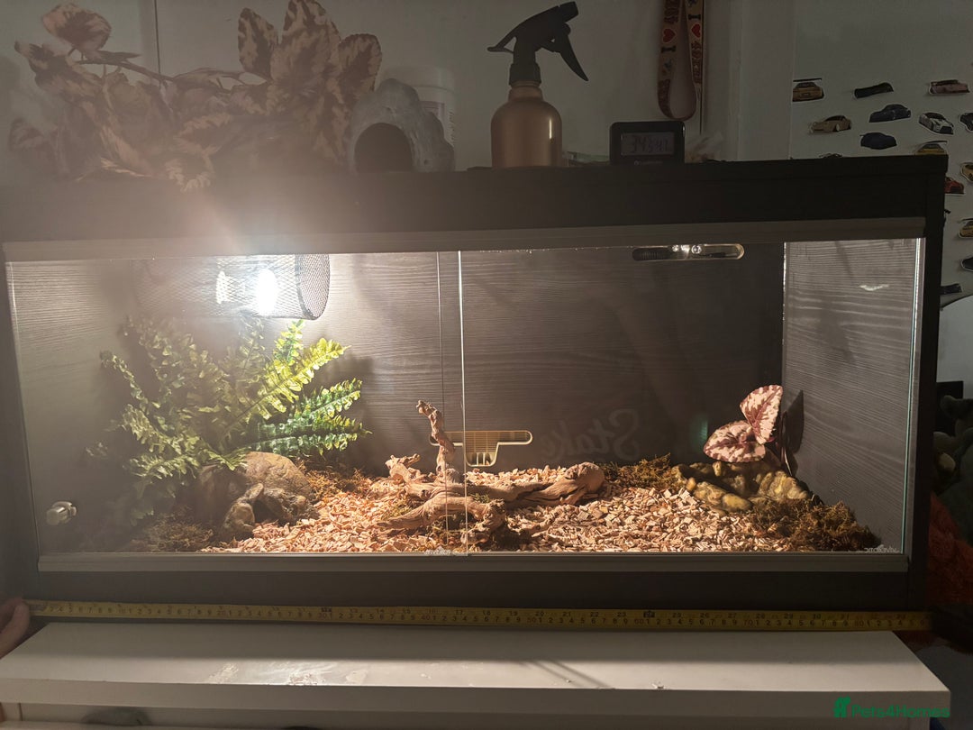 Corn Snake reptiles for sale: Full Viv 3ft everything included but no pet  - Image 5