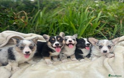 Welsh Corgi Cardigan dogs for sale: ⭐️Beautiful Cardiganshire Corgi Pups⭐️*1 LEFT* - Image 6
