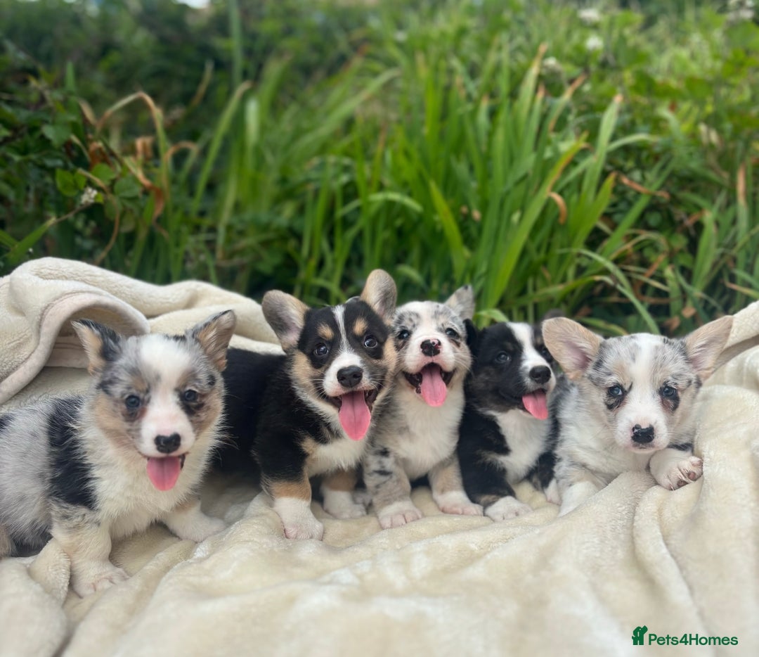 Welsh Corgi Cardigan dogs for sale: ⭐️Beautiful Cardiganshire Corgi Pups⭐️*1 LEFT* - Image 6