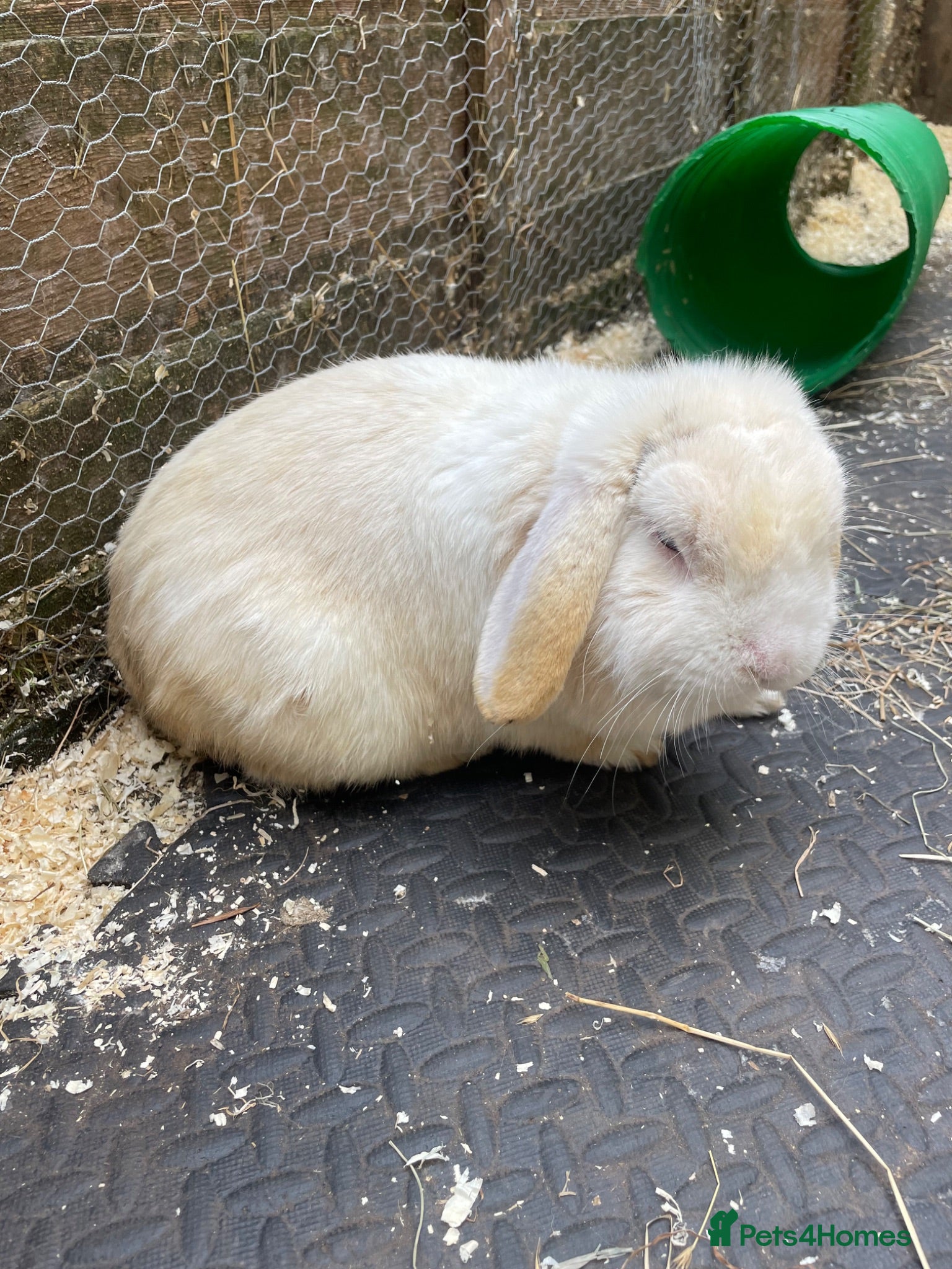 Mini Lop rabbits Mini lop adult rabbits  - Advert 1