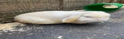 Mini Lop rabbits for sale: Mini lop adult rabbits  - Advert 4