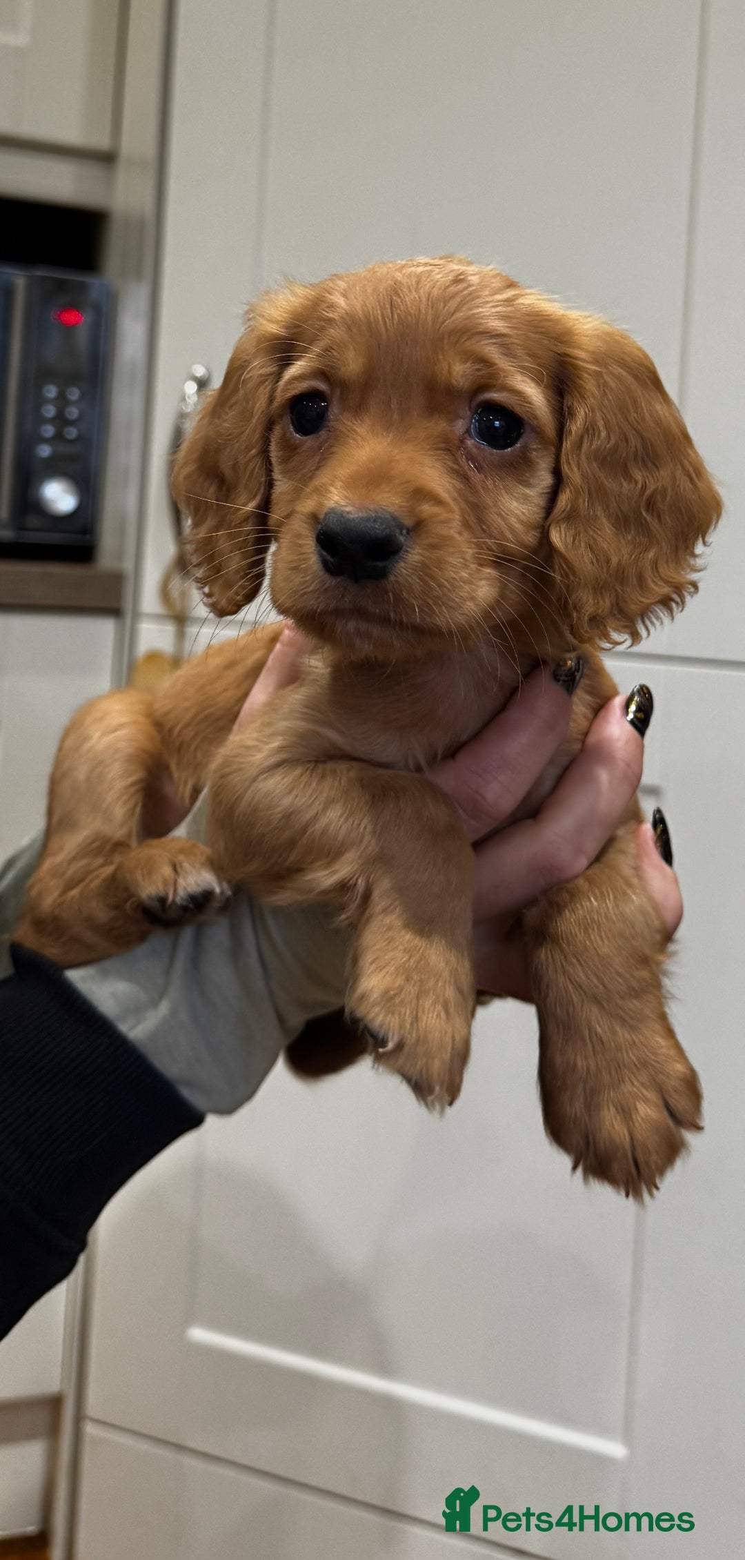 Cocker Spaniel dogs for sale: Beautiful Dark Red KC Registered Cocker Pups - Advert 1