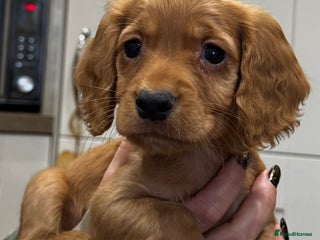 Cocker Spaniel dogs Beautiful Dark Red KC Registered Cocker Pups - Advert 6