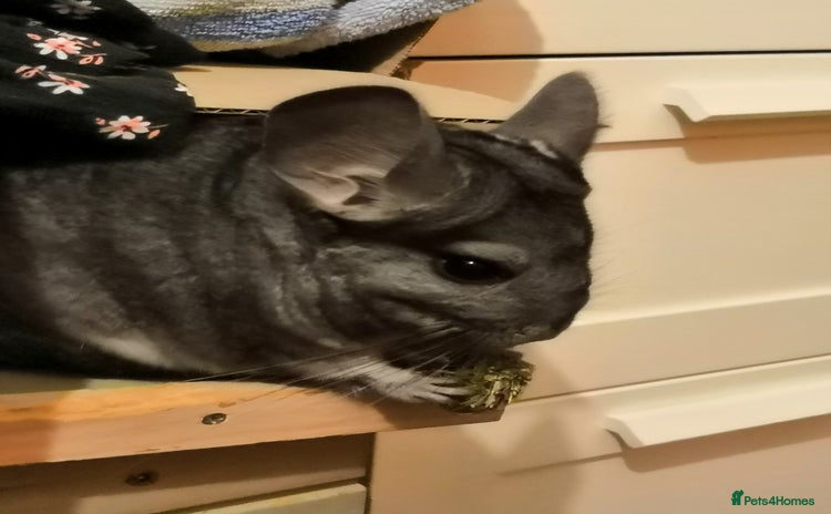 Chinchilla rodents Female chinchilla free to good home - Advert 1