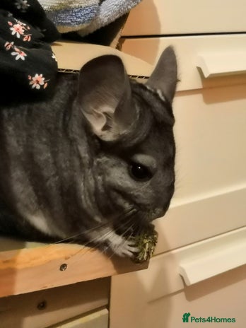 Chinchilla rodents Female chinchilla free to good home - Advert 1