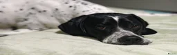 Pointer dogs for sale: 🩵🩵 English Pointer 🩵🩵 - Advert 19