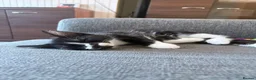 Domestic Shorthair cats for sale: Tuxedo girl - Advert 4