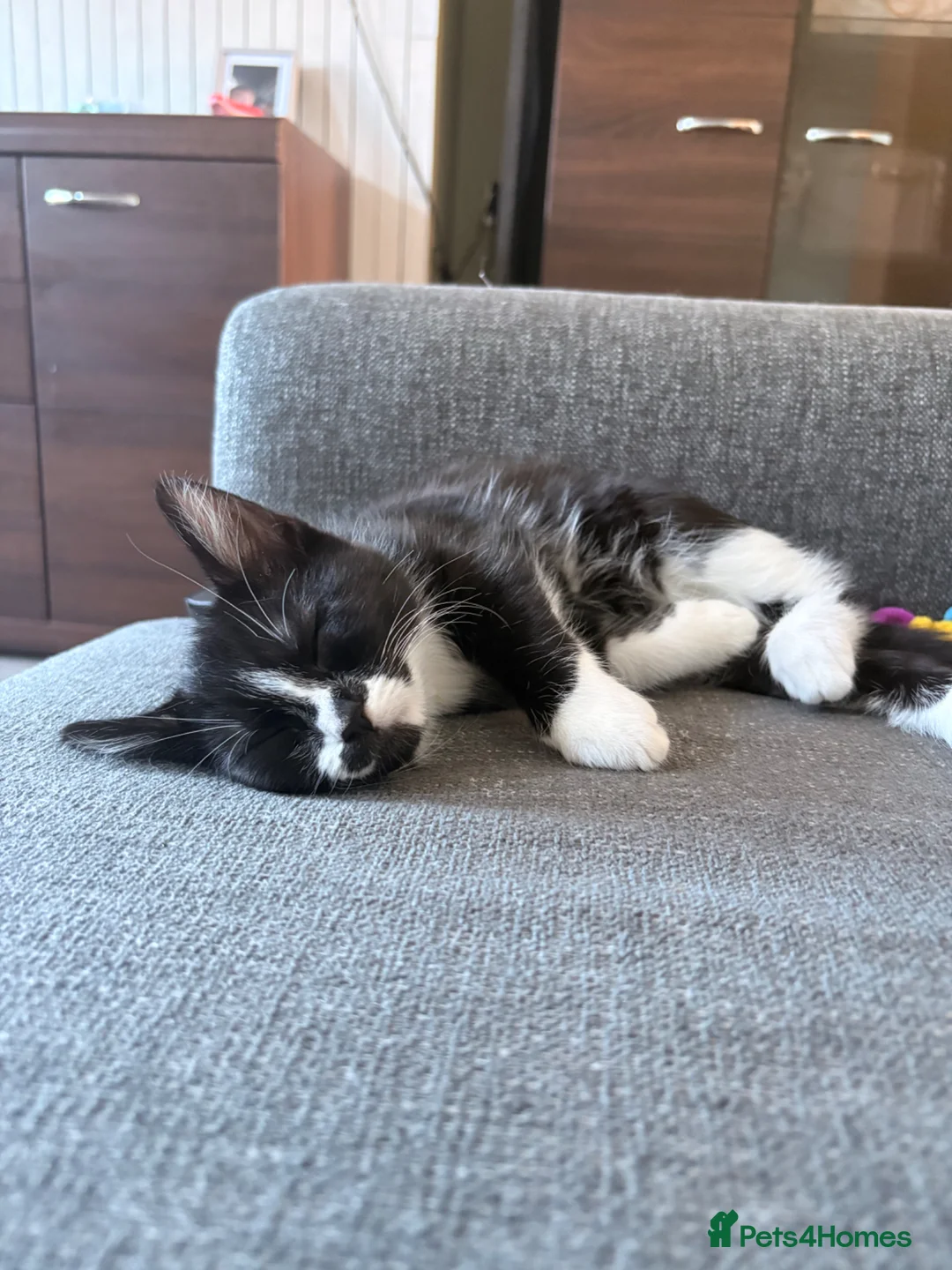 Domestic Shorthair cats for sale: Tuxedo girl - Advert 4