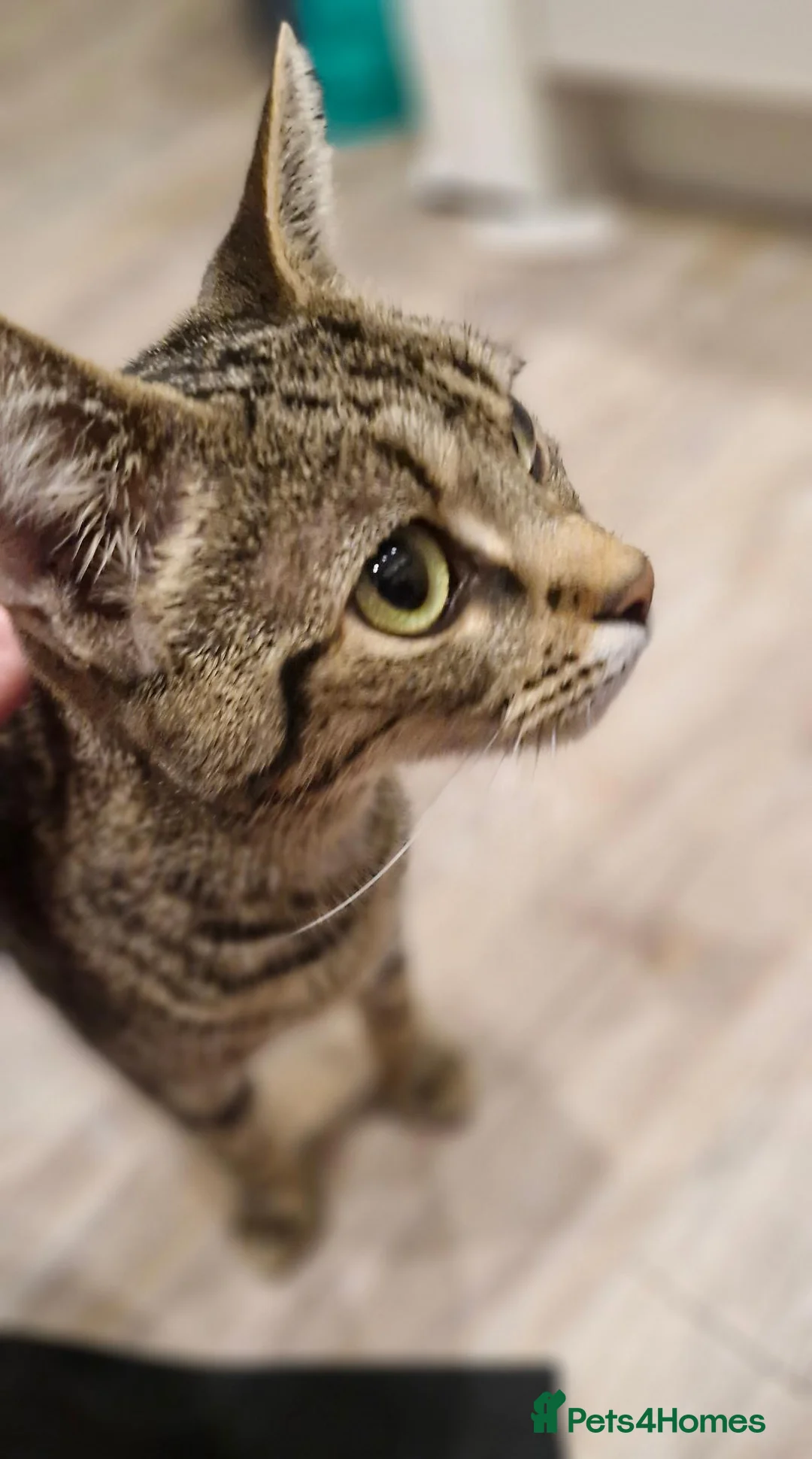 Mixed Breed cats for sale: Cute Kittens  in Maidstone - Advert 2