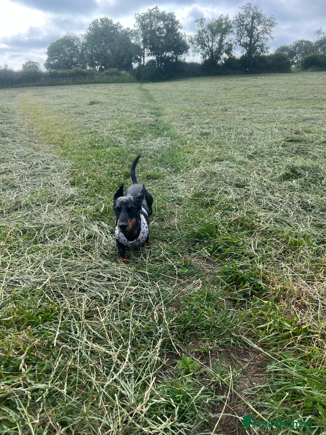 Miniature Dachshund dogs for sale: KC Registered Miniature Dachshund Male 4 Years Old - Advert 2