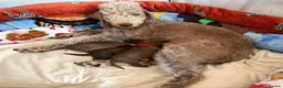 Bedlington Terrier dogs for sale: KC bedlington terrier pups 1 girl & 1 boy  - Advert 10