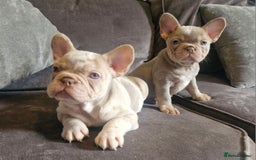 French Bulldog dogs for sale: Last 2 females dwkc frenchies - Image 3