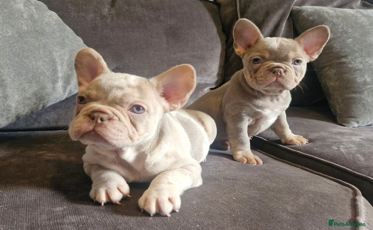 French Bulldog dogs - Advert 7