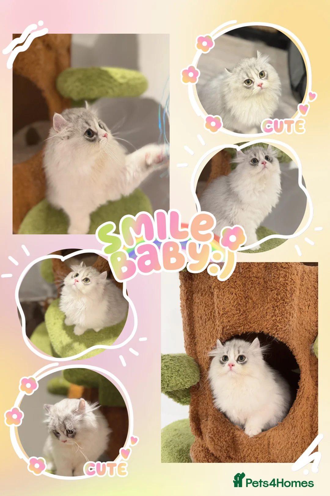 Munchkin cats for sale: Top level Super stunning & rare Minuet - Advert 12