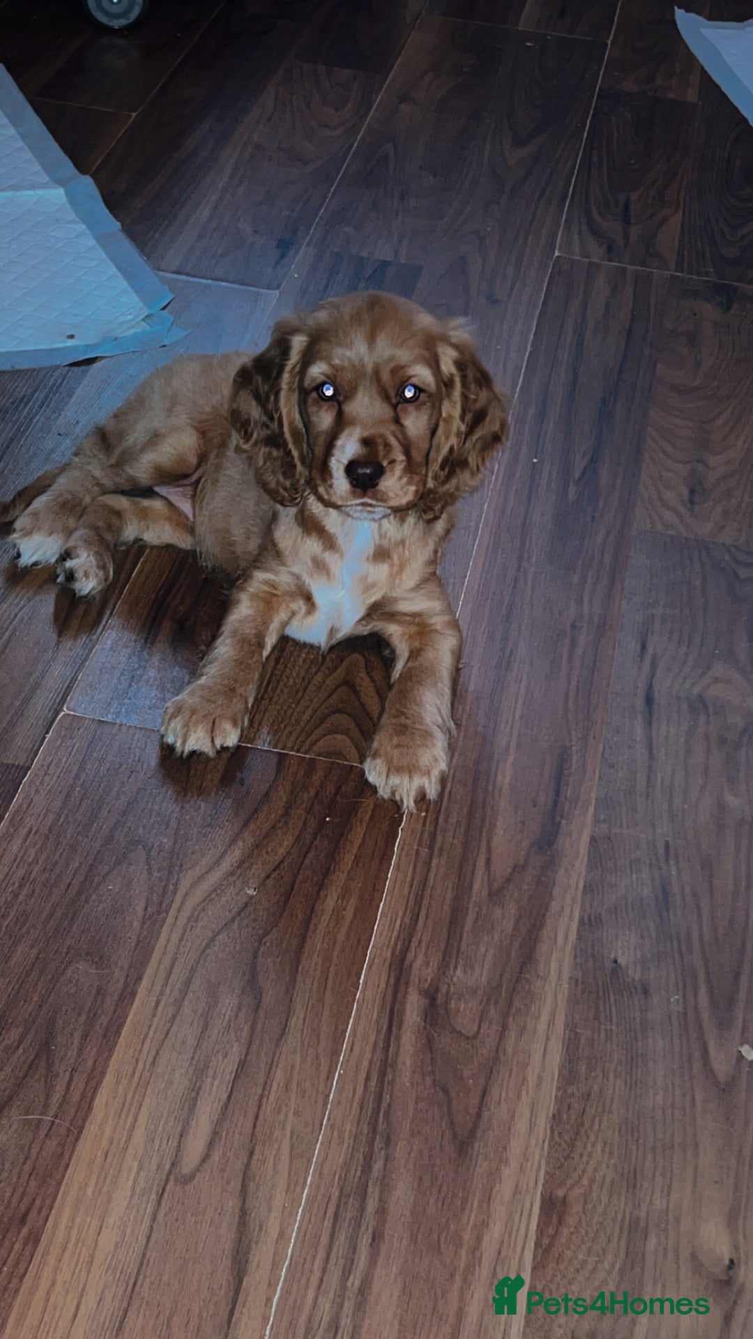 Cocker Spaniel dogs for sale: English Cocker Spaniels  - Advert 21