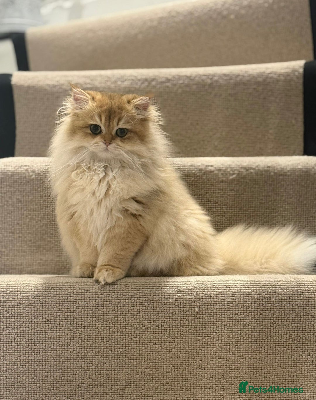 British Shorthair cats for sale: Last boy - superb pedigree and clear genetic tests - Advert 20