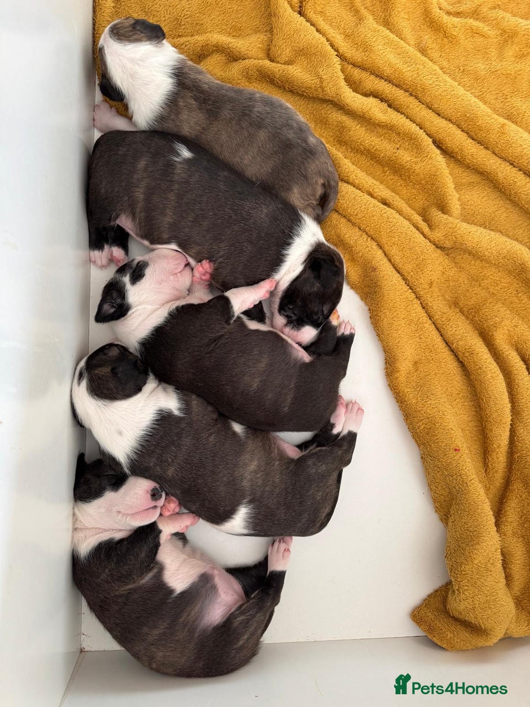 English Bull Terrier dogs for sale: English bull terrier puppies  - Image 3