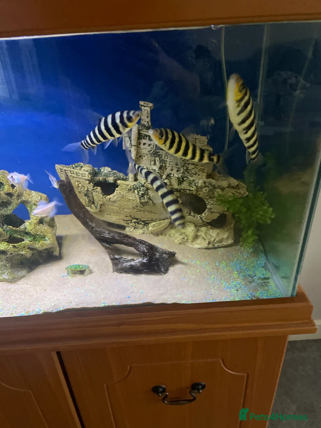 Catfish fish for sale: Full fish tank set up including fish  - Advert 3