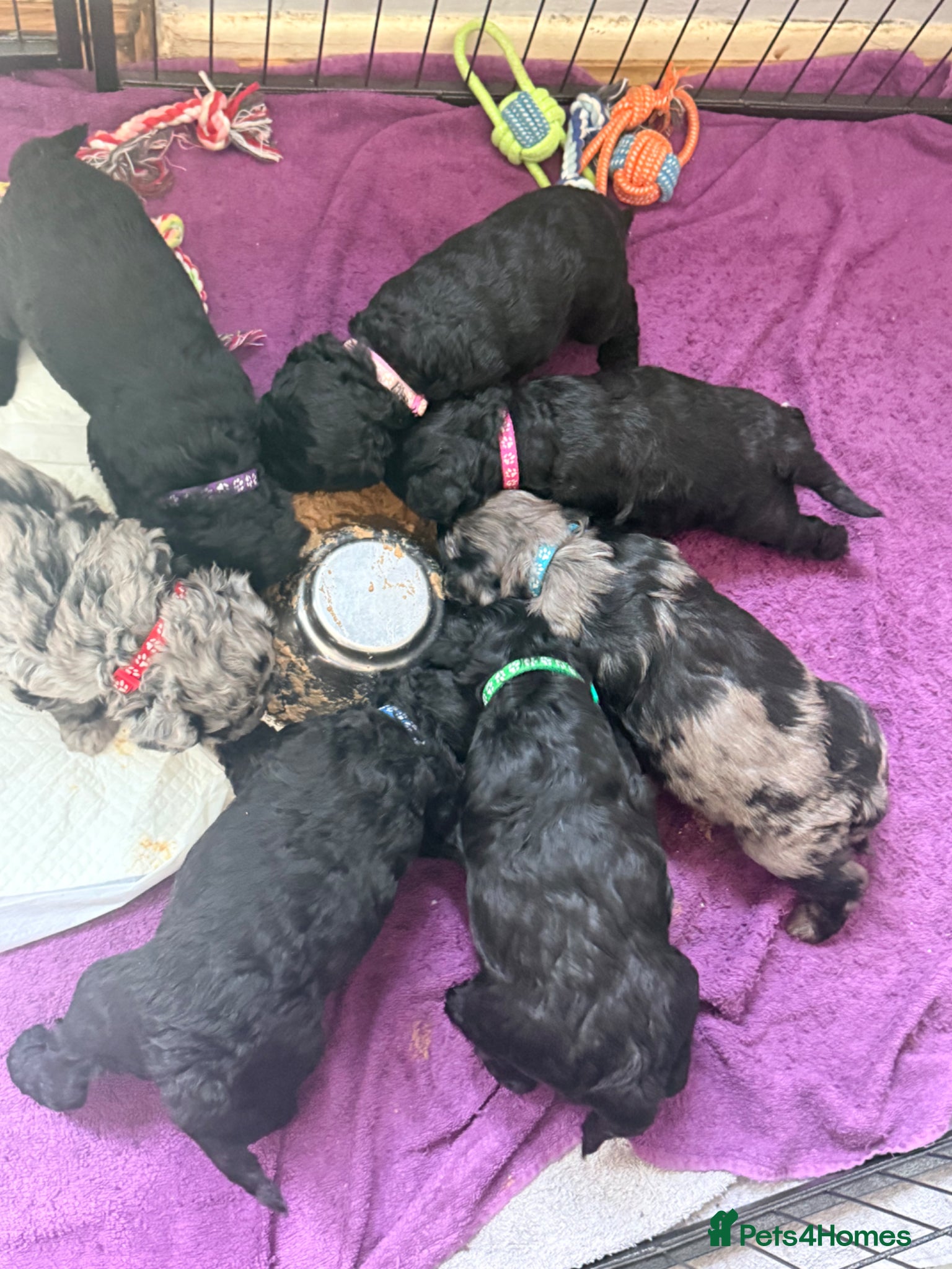 Mini Goldendoodle dogs Beautiful litter of goldendoodles - Advert 1